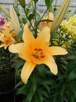 [5177 Valverde Mak No02.JPG]